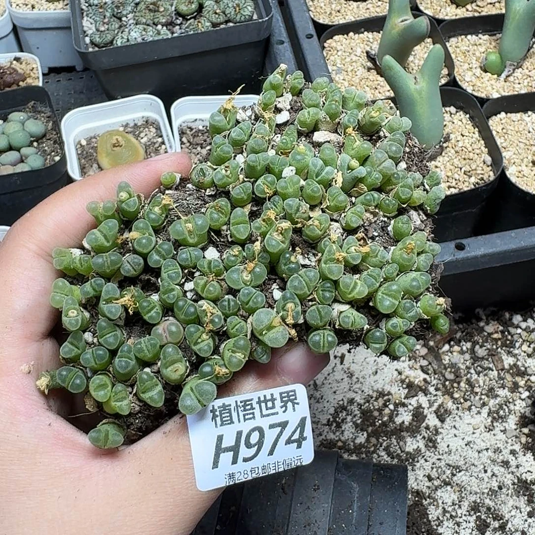 多肉植物的人生gbn