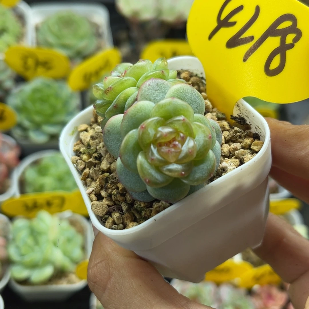 荔枝甜心双头4298