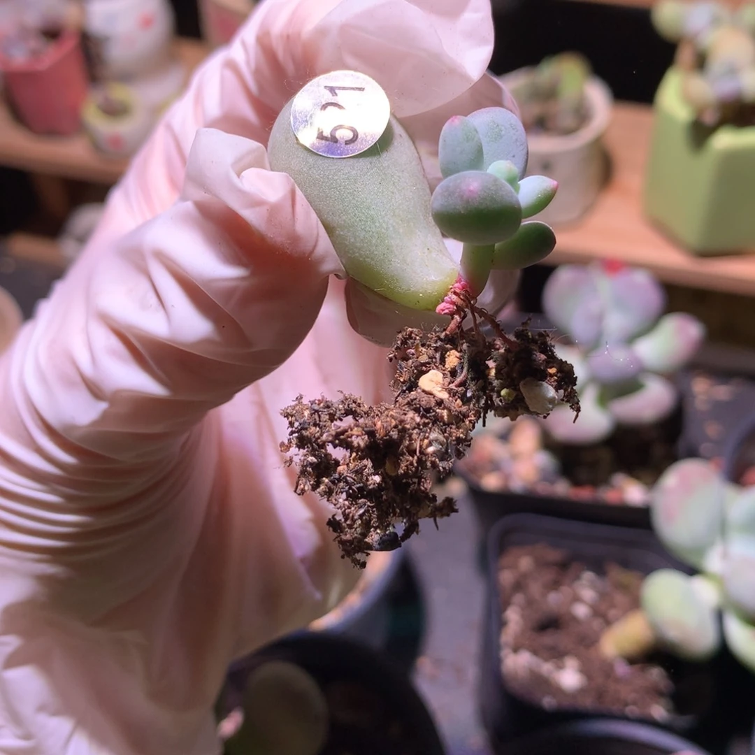 521 ，米可奶酪多肉