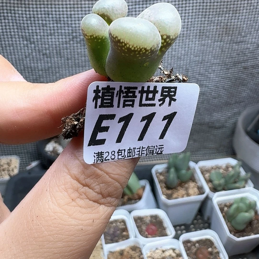 多肉植物的润泽额cc