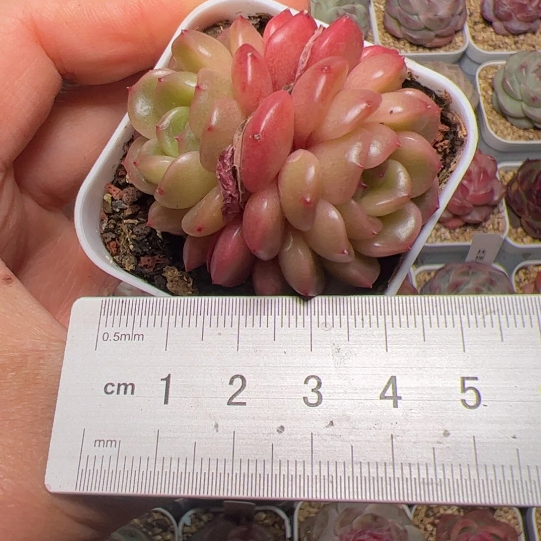 奶****?486 多肉植物组合盆栽