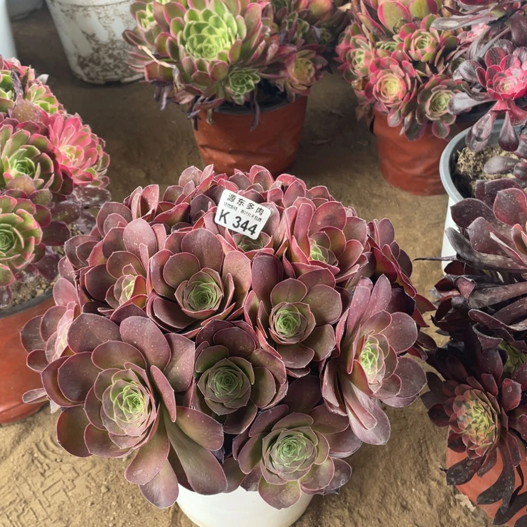 344魅金玫瑰多肉法师断枝不包