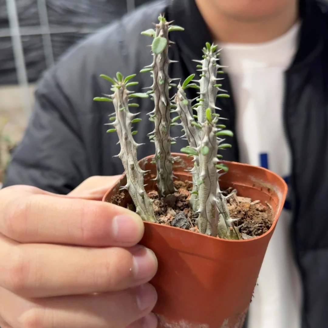 雅龙木带盆带土5-7