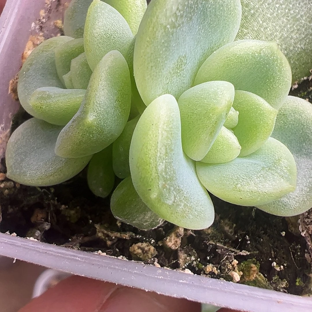 三头财富密码金币