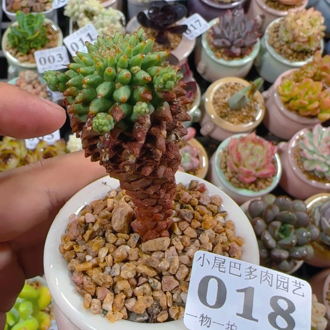 AW小尾巴5CM迷你拇指盆栽精控多肉018