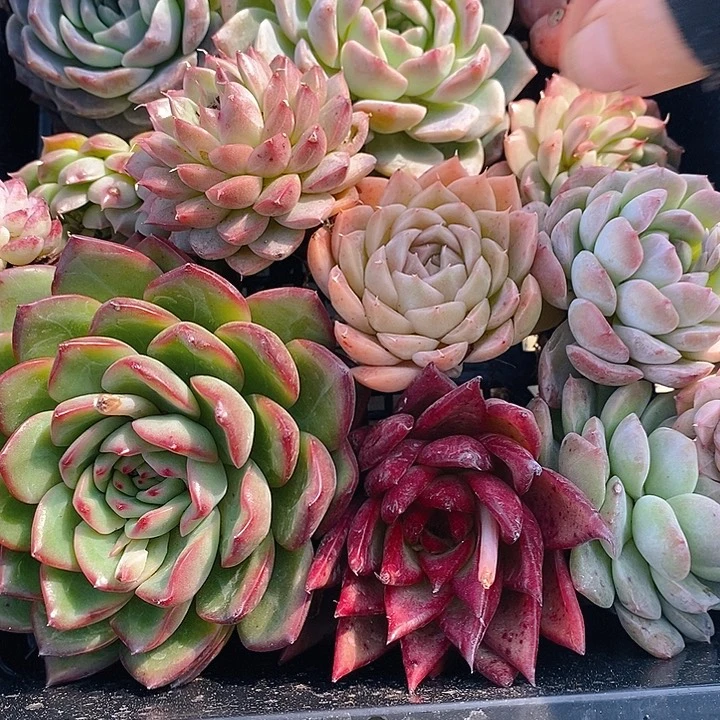 54 多肉植物盆栽花卉植物