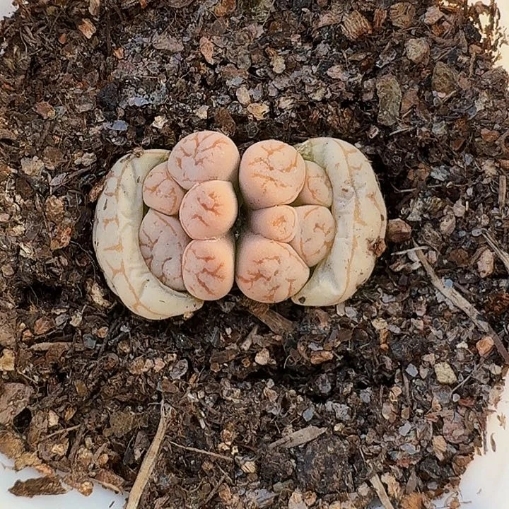 生石花1111。    275