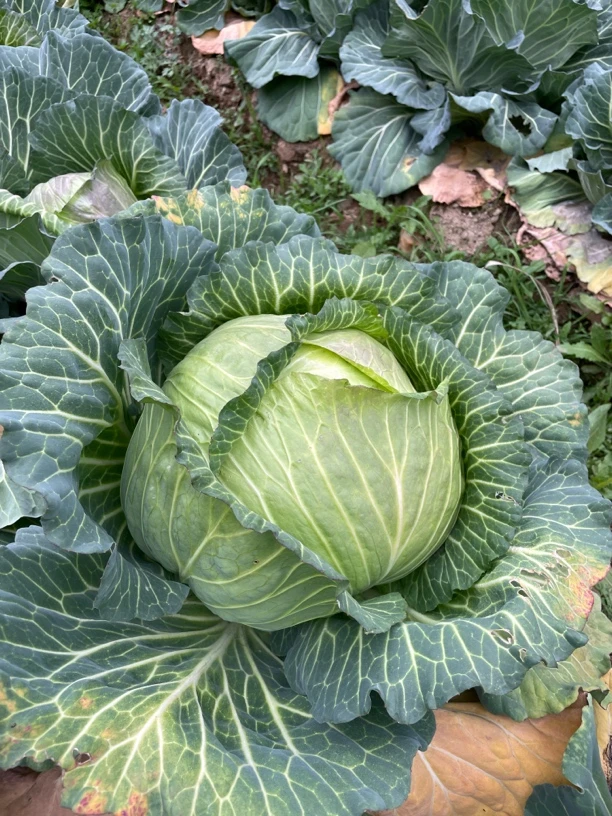 农家自种包心菜卷心菜