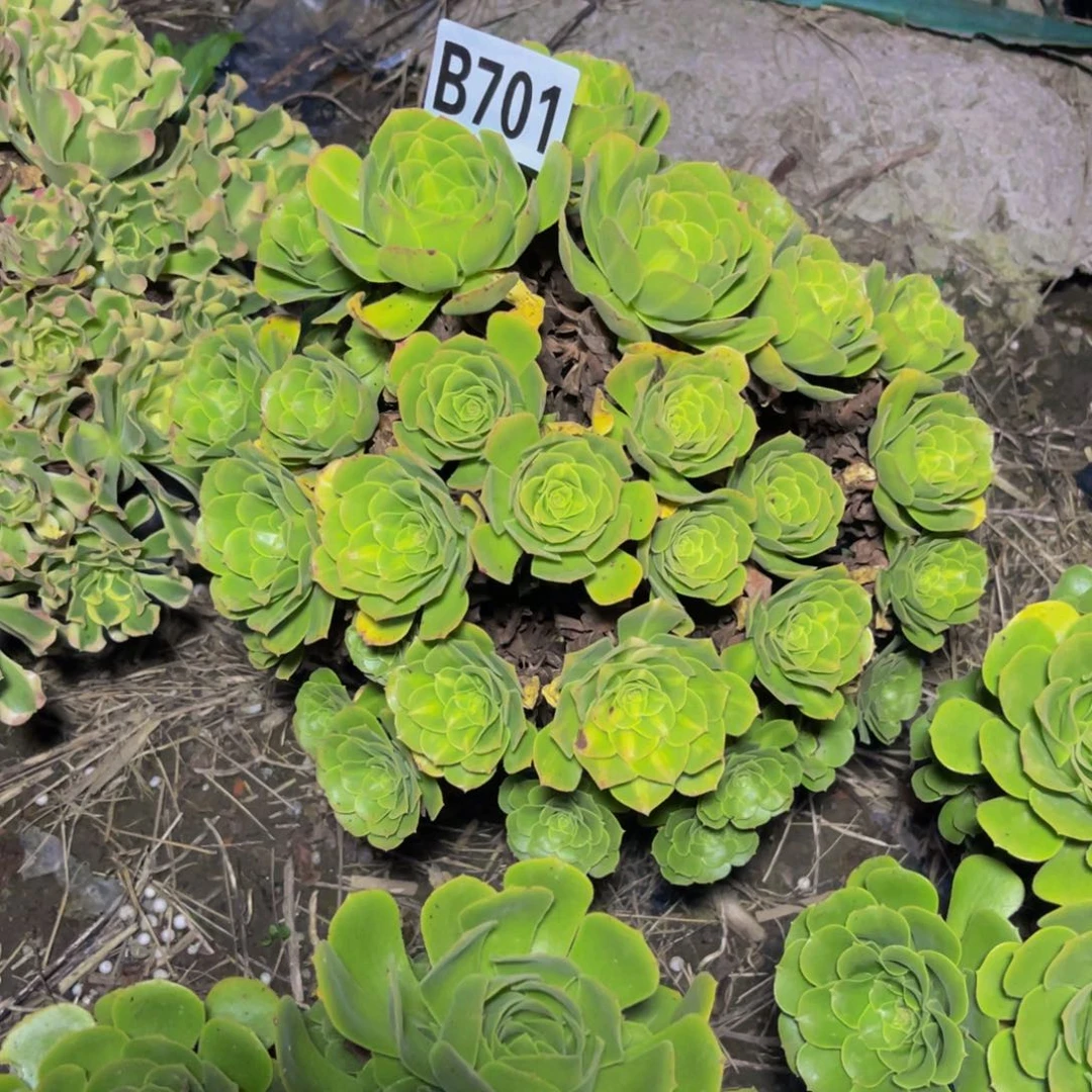 翡翠琉璃13-2包邮