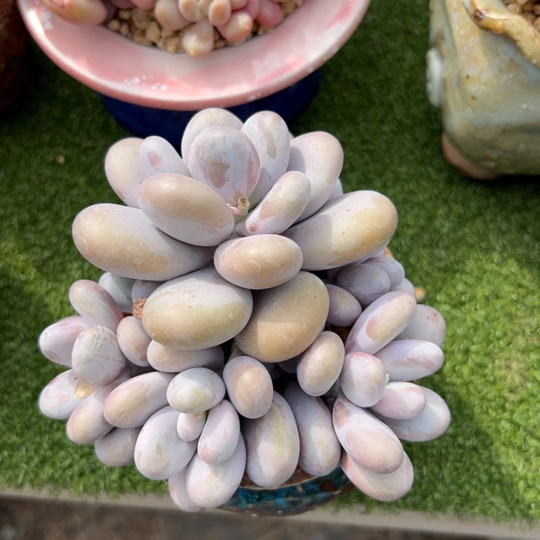 原始奶酪11111111111