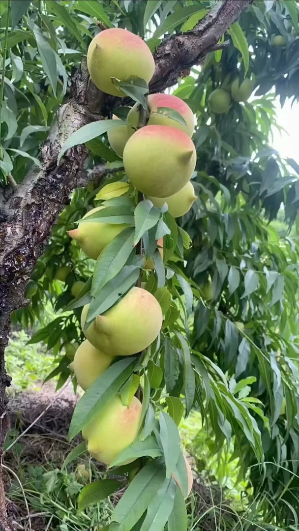 正宗广东翁源鹰嘴桃当季新鲜水果脆甜爽口多汁