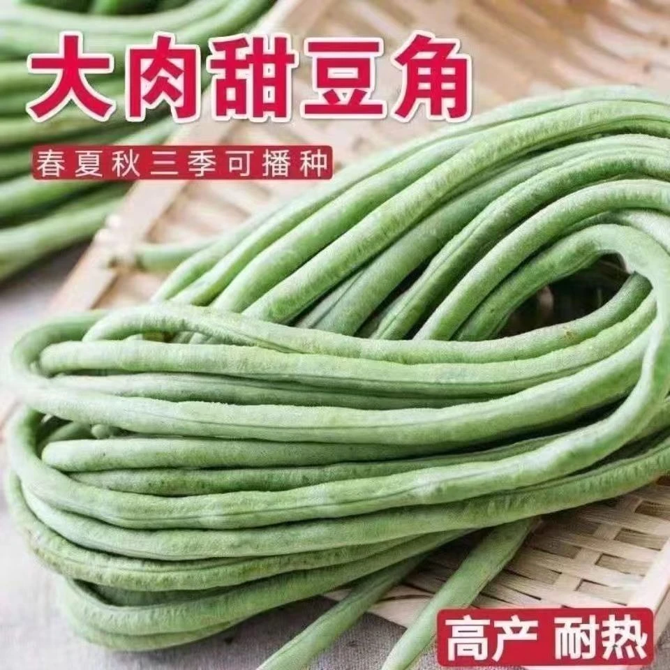 大肉甜豆角白豆角肉厚油白型夏季抗热播种高产特长农家蔬菜