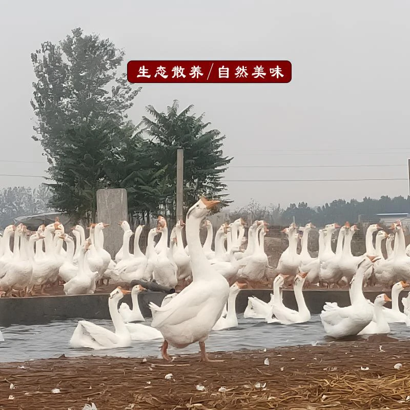 成年鹅 非仔鹅 农家散养 冷链发货 现杀现发 不带胗和肠