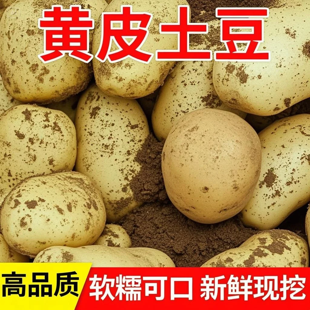 新鲜现挖黄皮黄心土豆炒菜炖汤必备软糯沙甜当季蔬菜