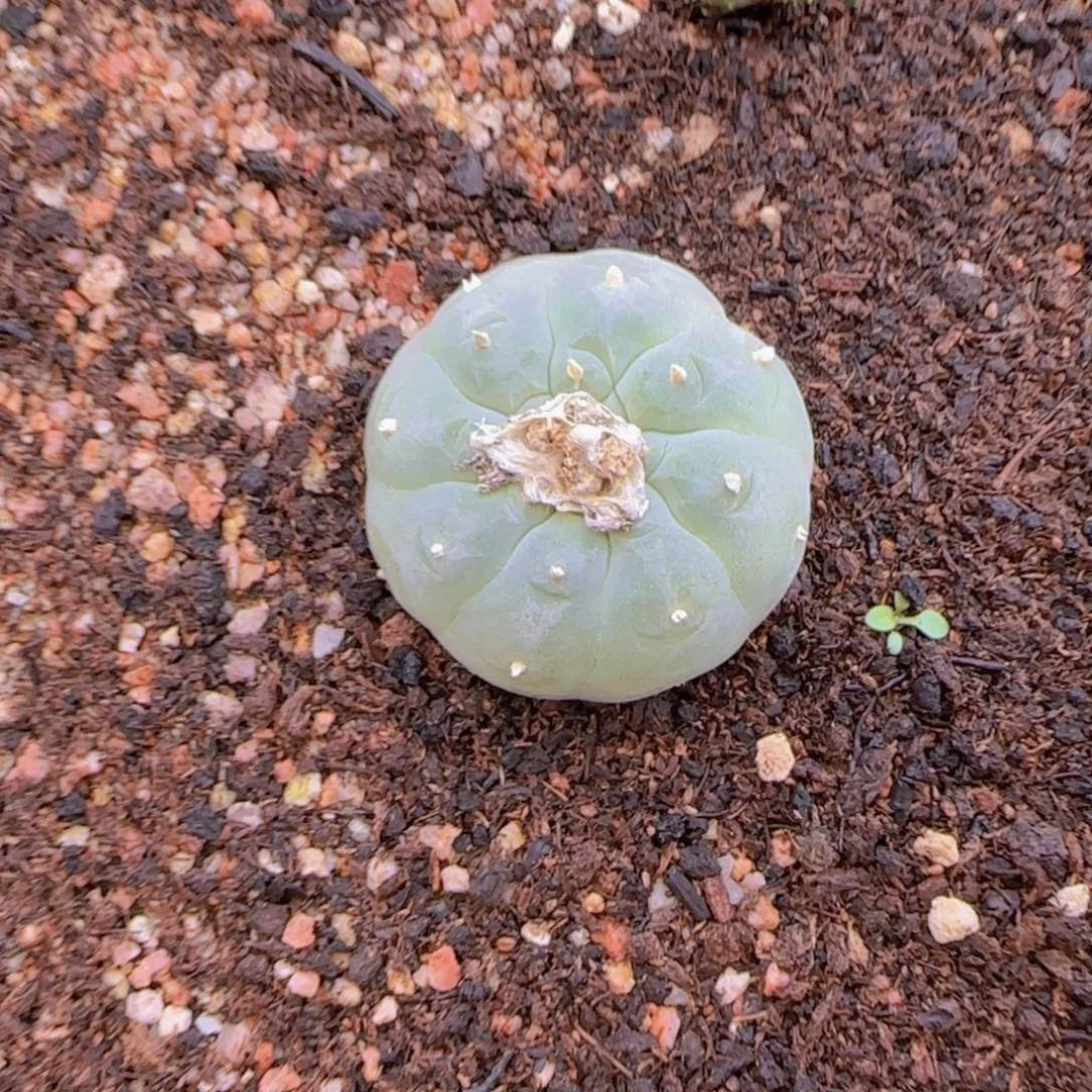 淺*块根植物块根植物