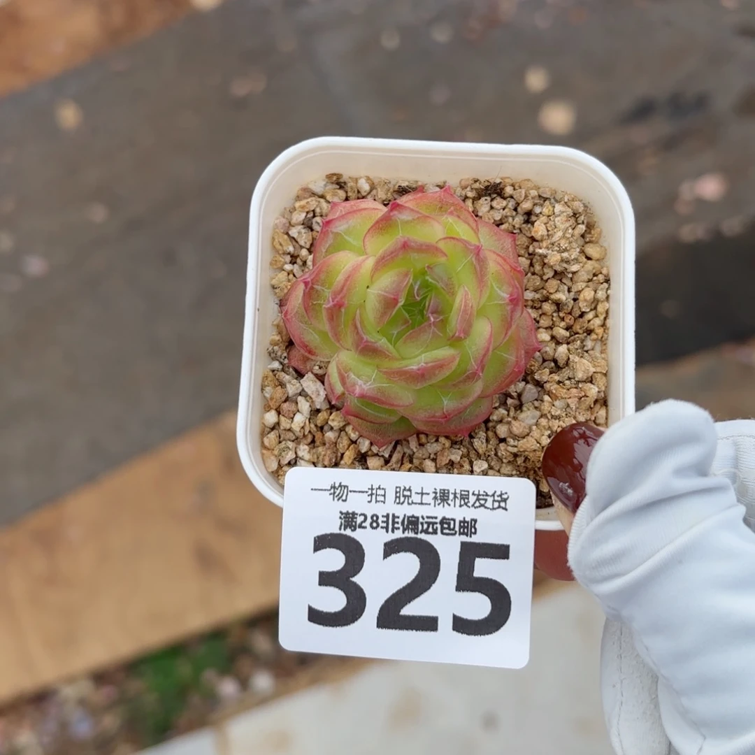 珍翡单头无盆土发货