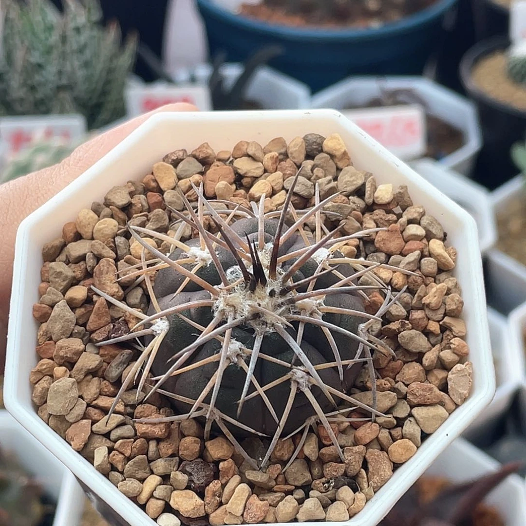 实生趴刺天平丸仙人球