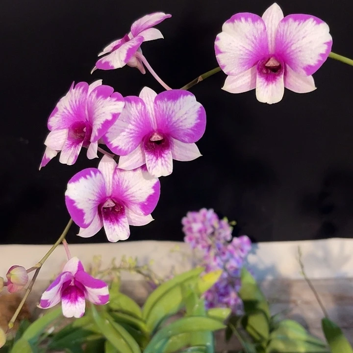 当前无花朵，栽培后可花朵丫丫量拍