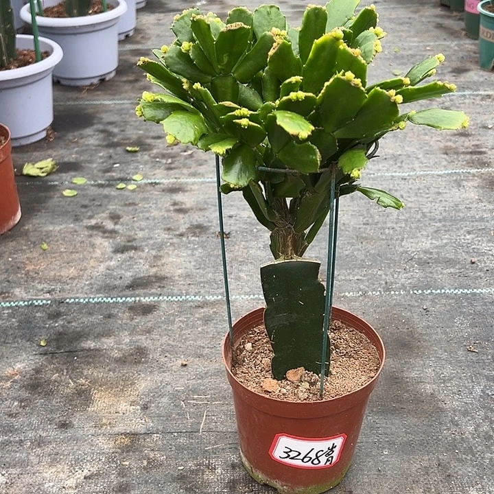 043蟹爪兰尾号3268