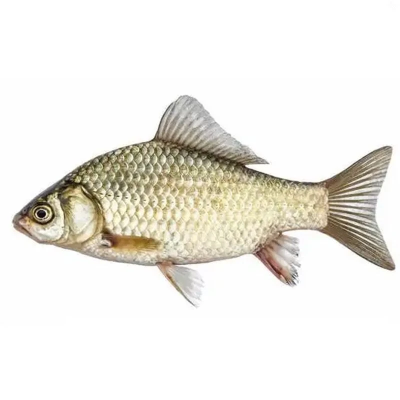 【本店爆款】鲜活鲫鱼约500g 默认杀好整条