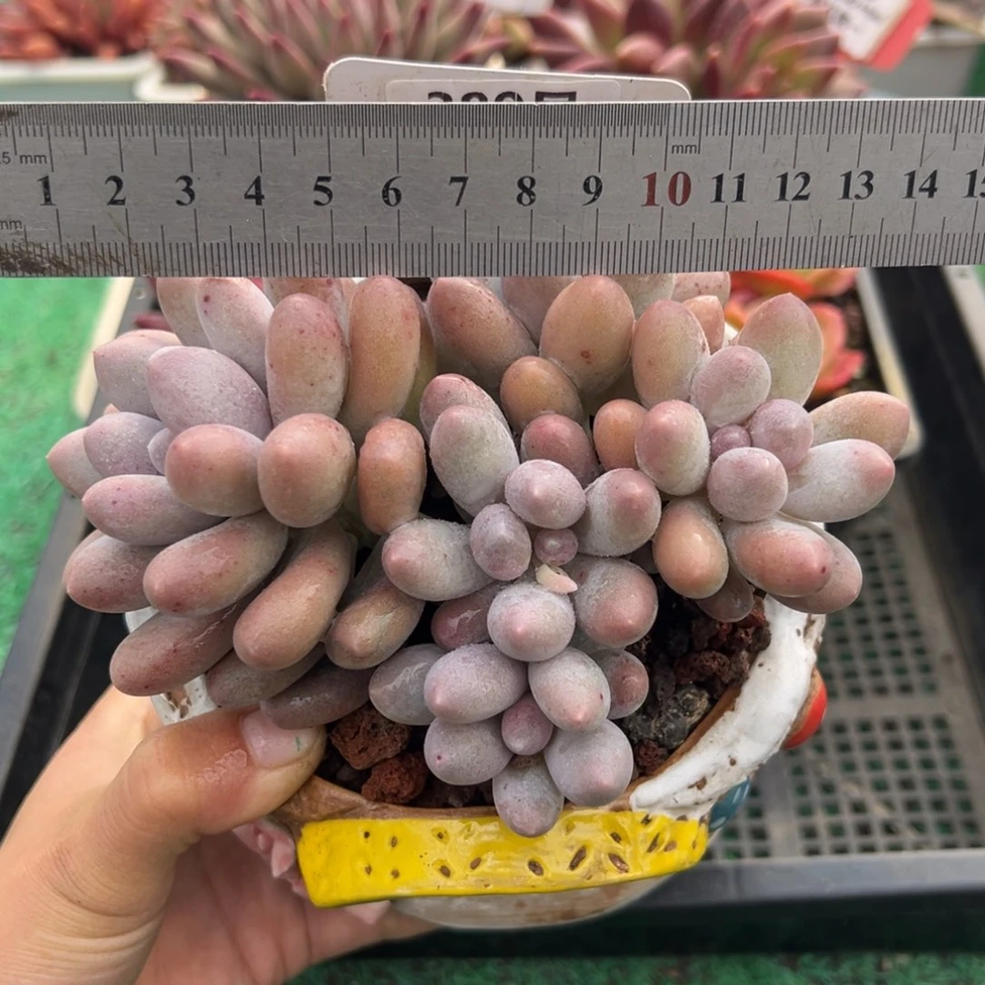 表妹精品多肉植物389.
