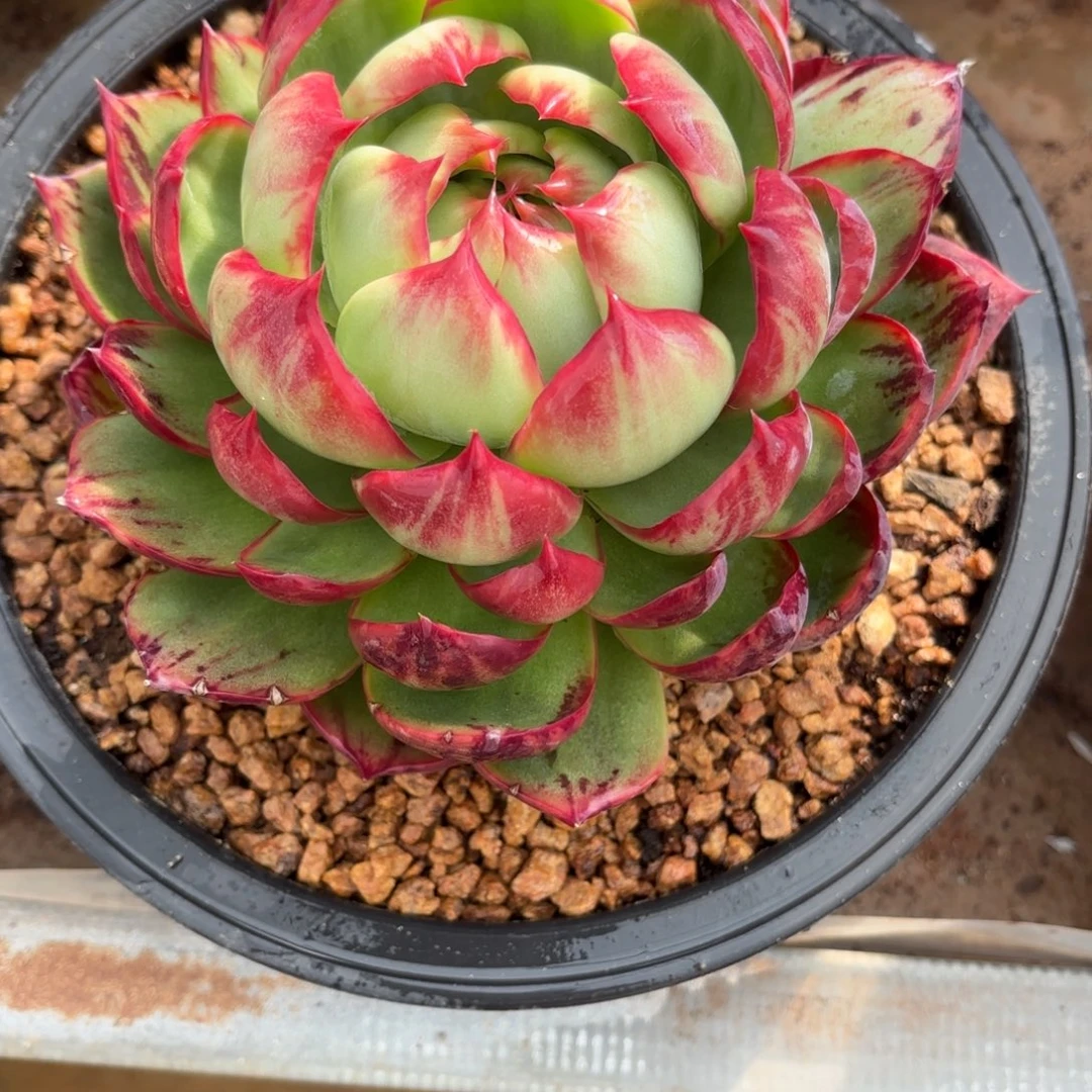 提****一个惊鸿仙子，内包外翻绝绝子。