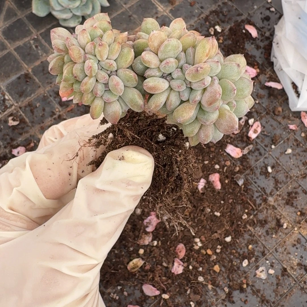 *****哈哈哈哈哈哈哈哈