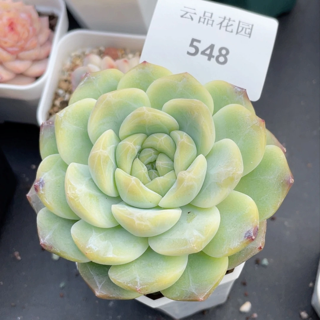 星*548号糖心冰心珍妮