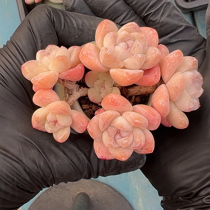 六头冰玉带盆发的