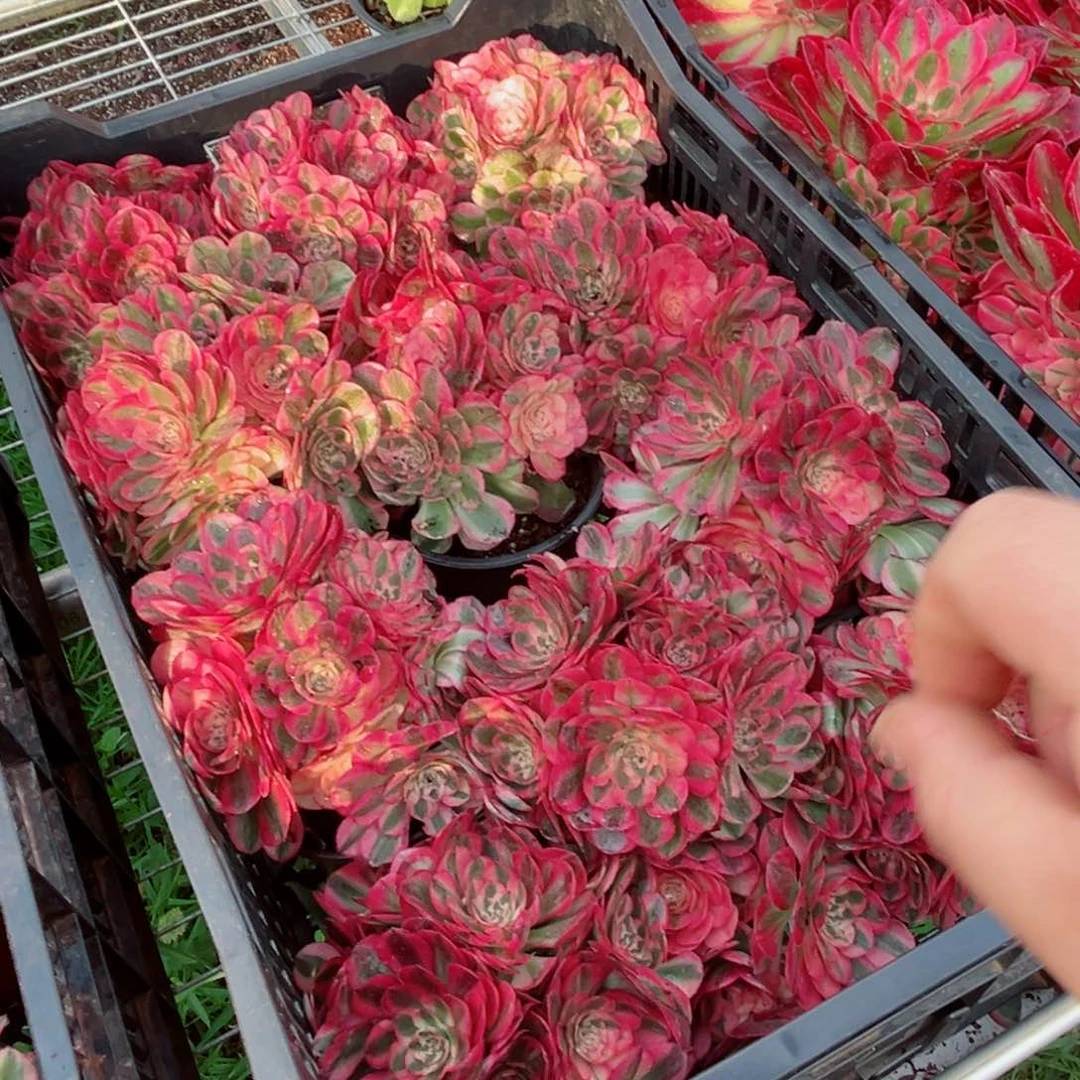 小号荔枝量拍多肉法师