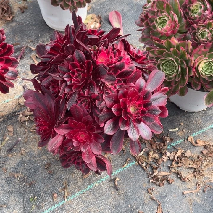 春**雨美杜莎老桩法师锦