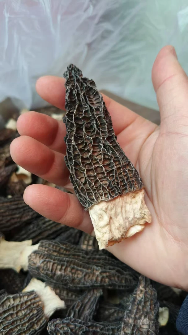 2025新大号羊肚菌干货新鲜牛肚菌菇煲汤食材