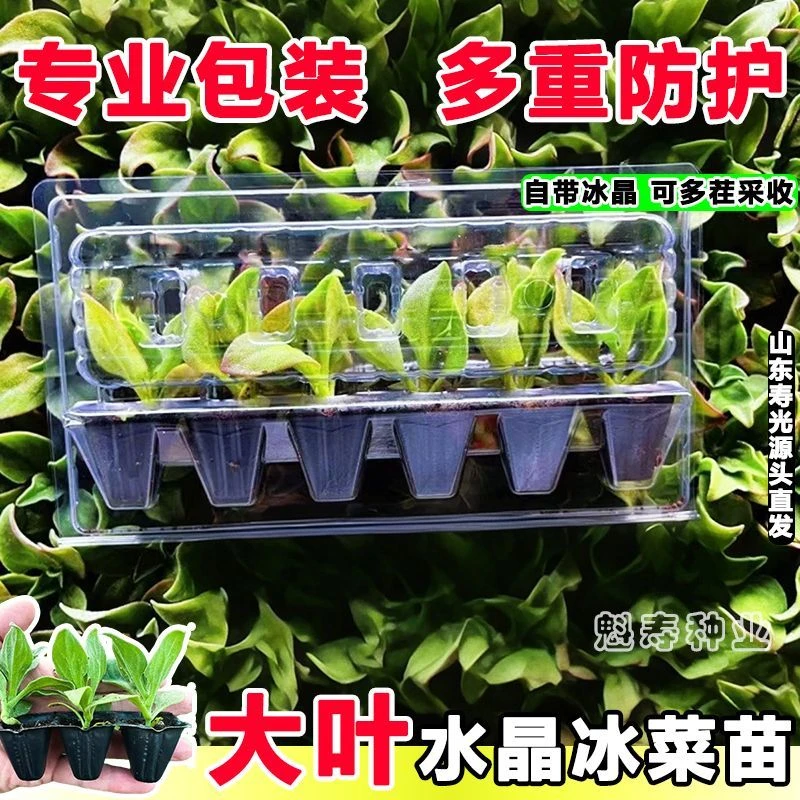 冰菜种苗大苗冰菜种子新品种优质水晶冰菜苗四季蔬菜冰山美人秧苗