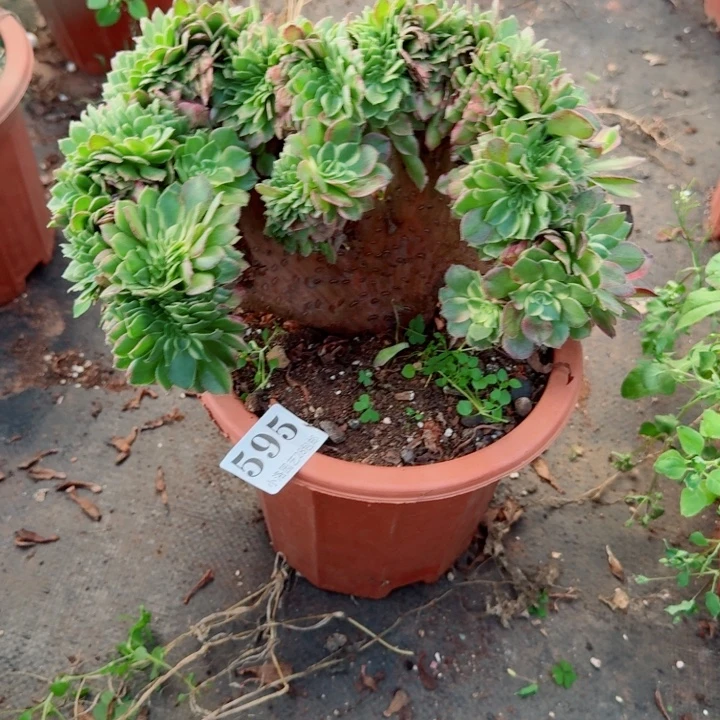 595海王缀化多肉植物满28包邮