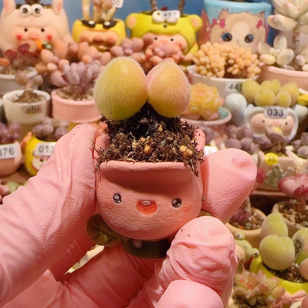 ****萌T小毛翠种小花盆口1.5cm