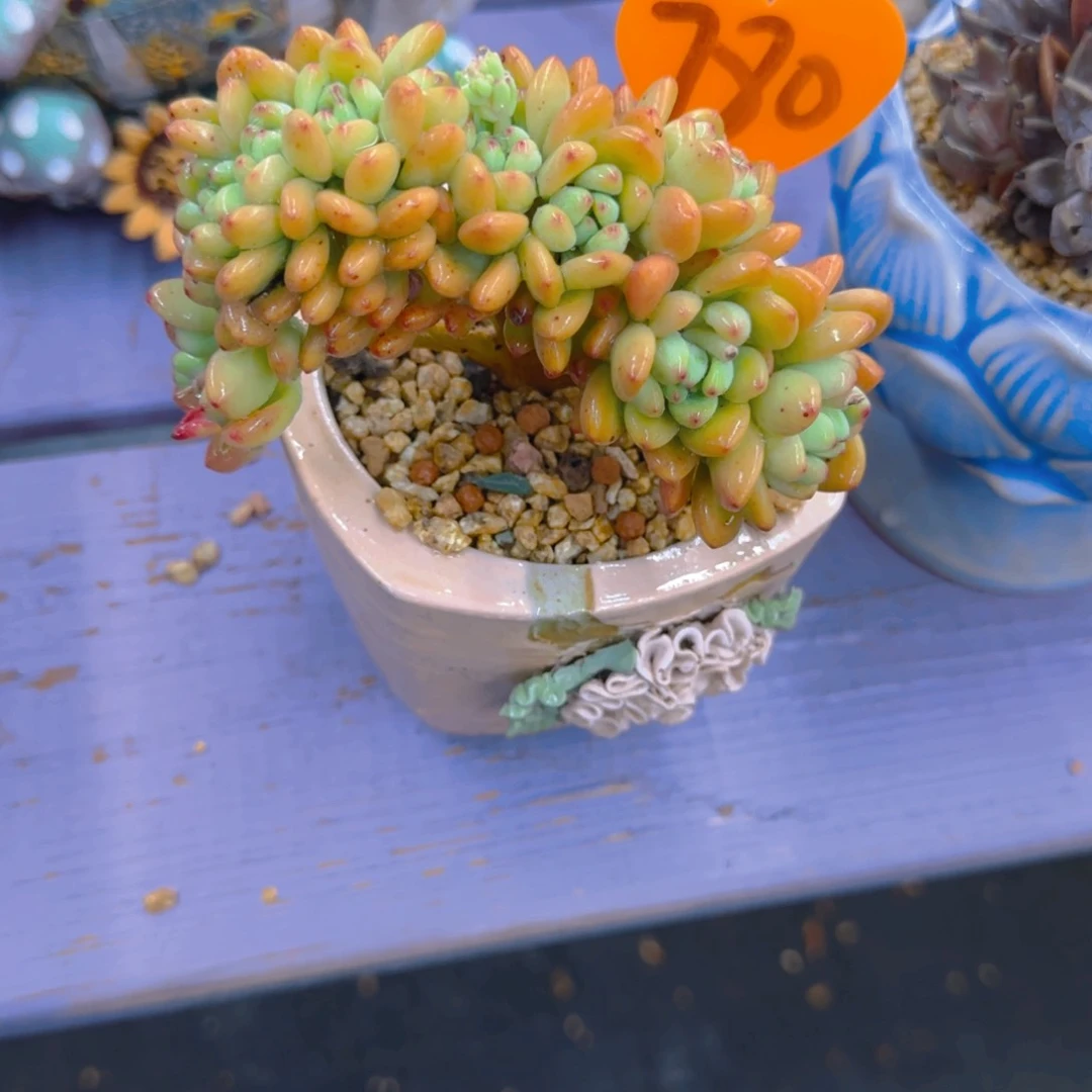 琼780多肉植物一物一拍