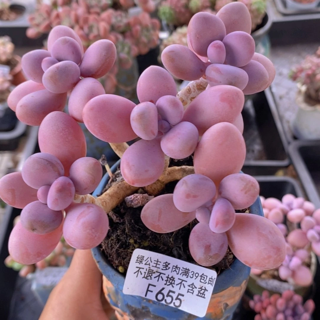糖果桃蛋老桩10cm655多肉植物