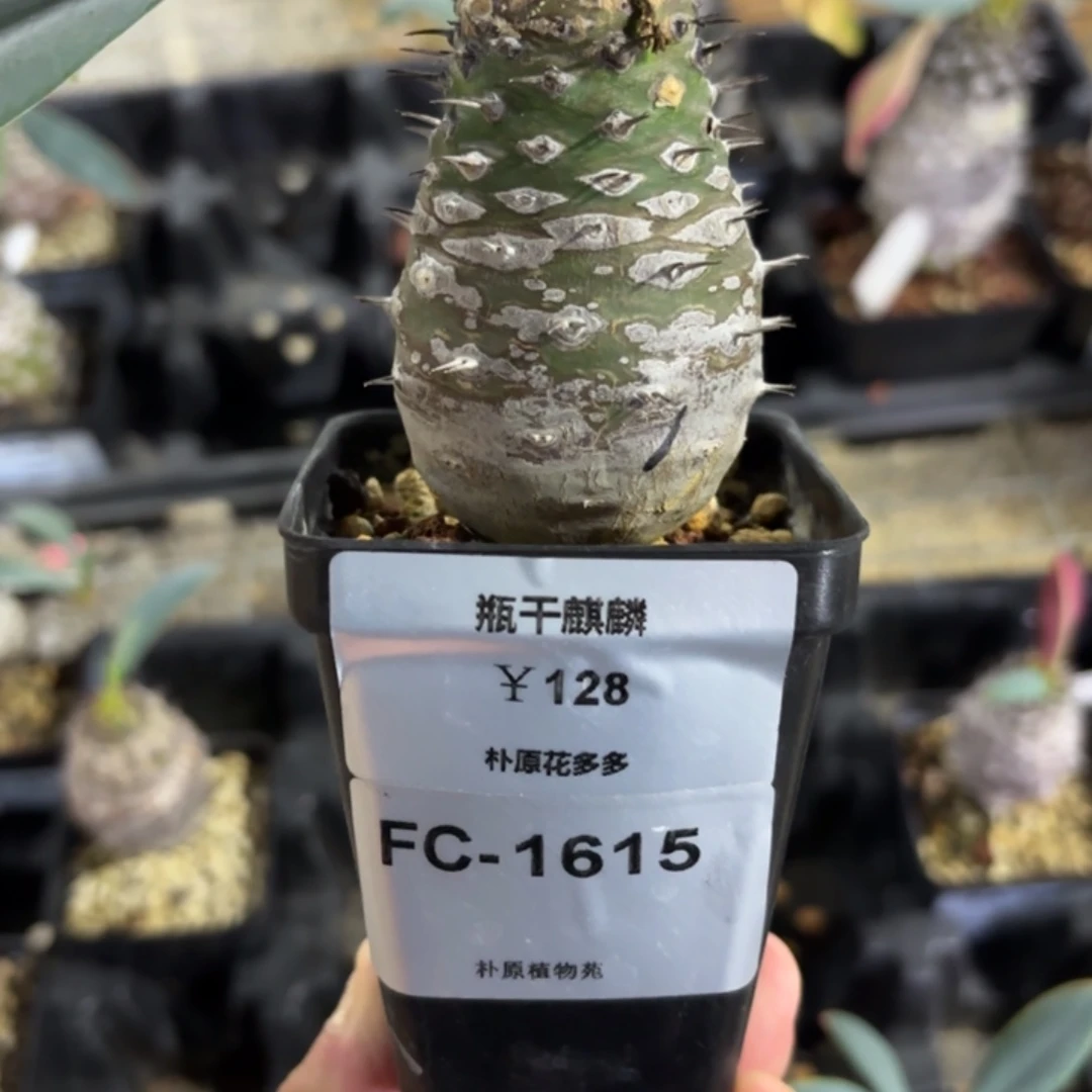 瓶干麒麟FC-1615.