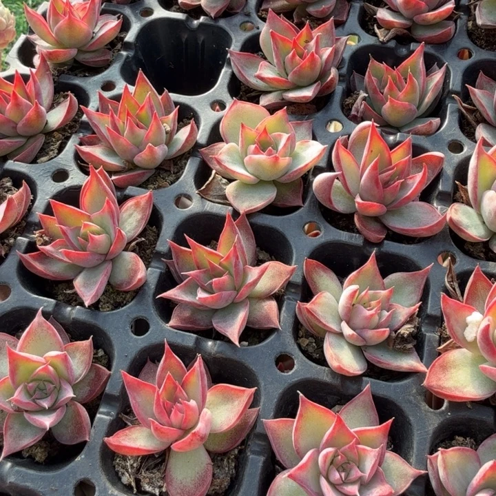 惊鸿三厘米三颗。