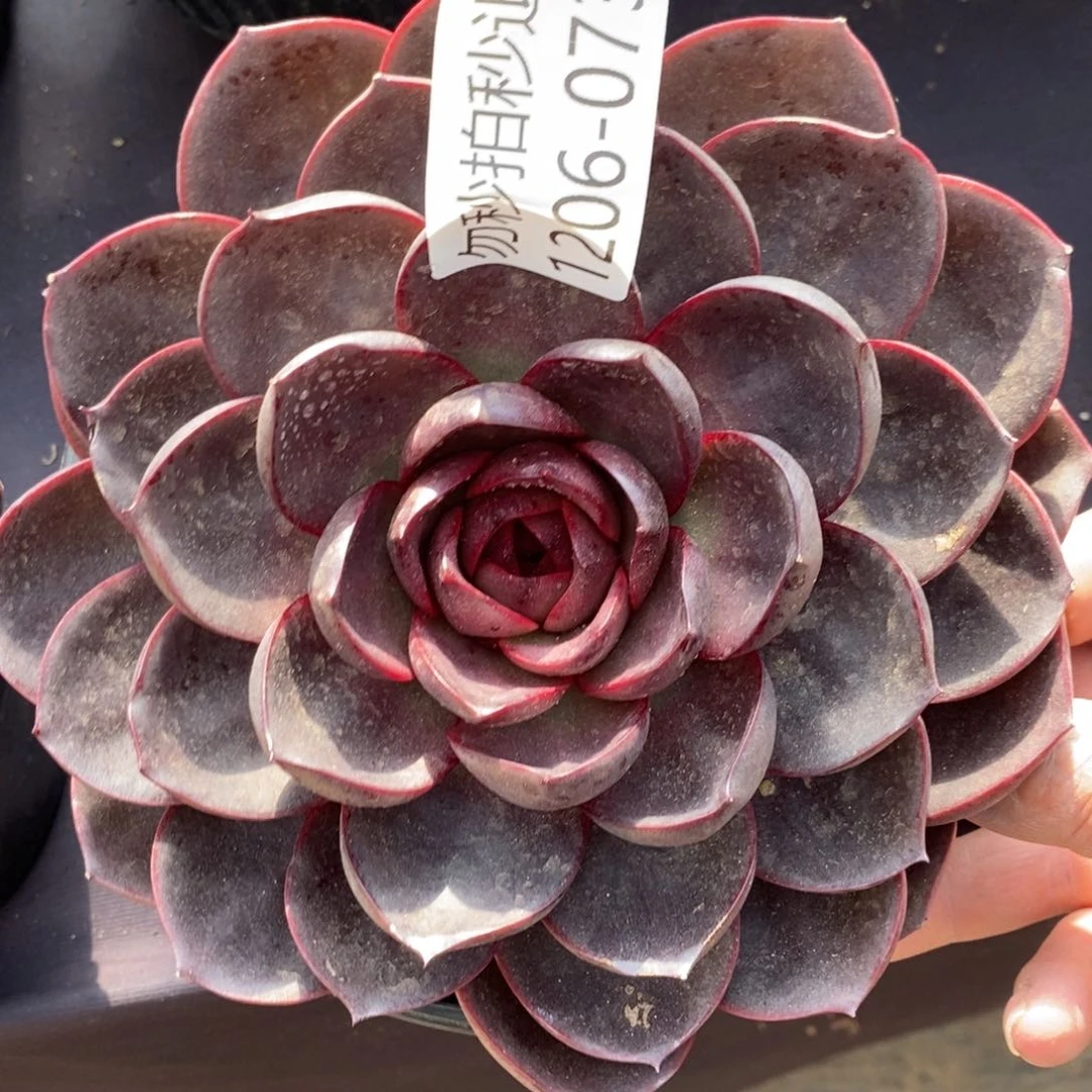 勿秒拍秒退1206-73巧克力