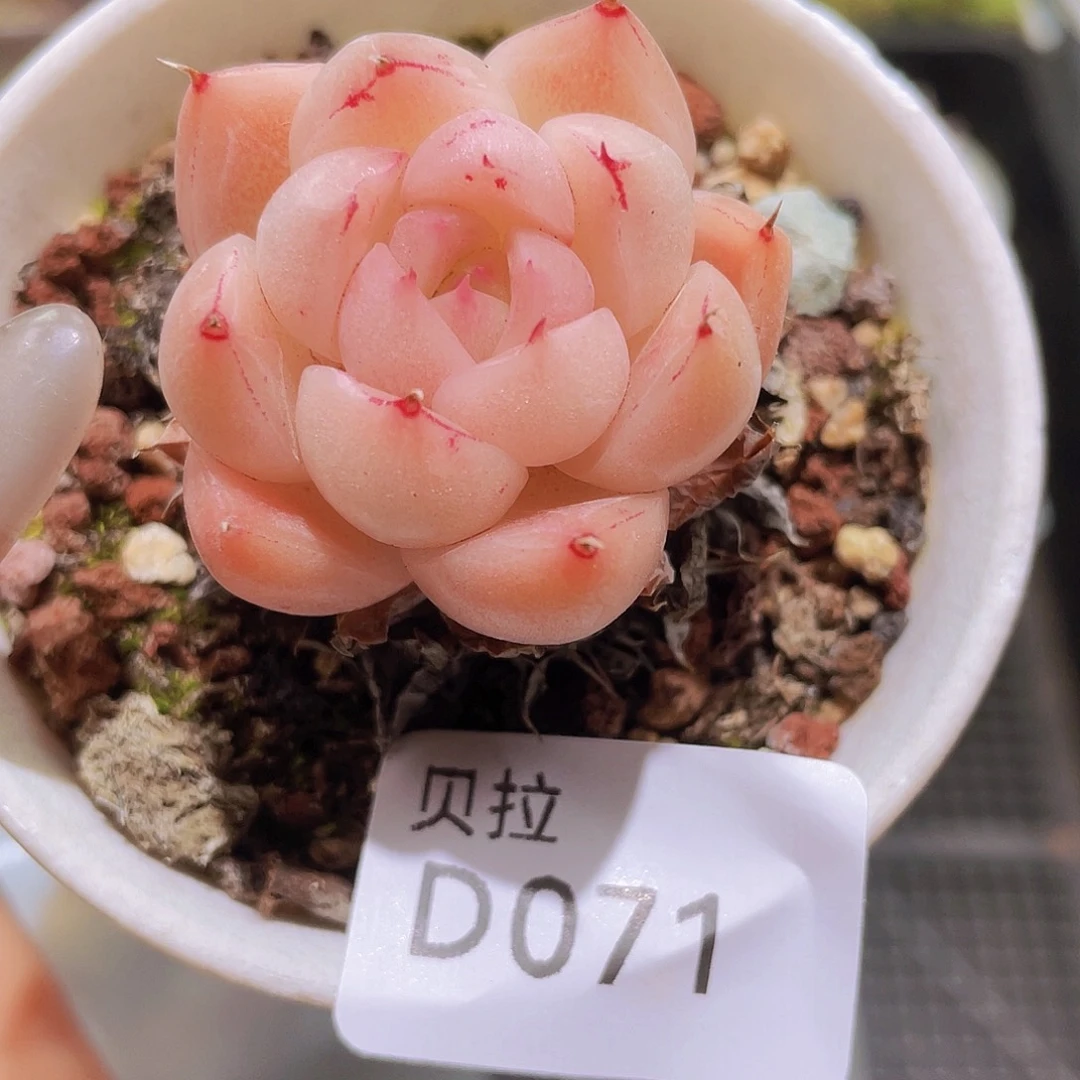 d71 精品多肉一物一拍