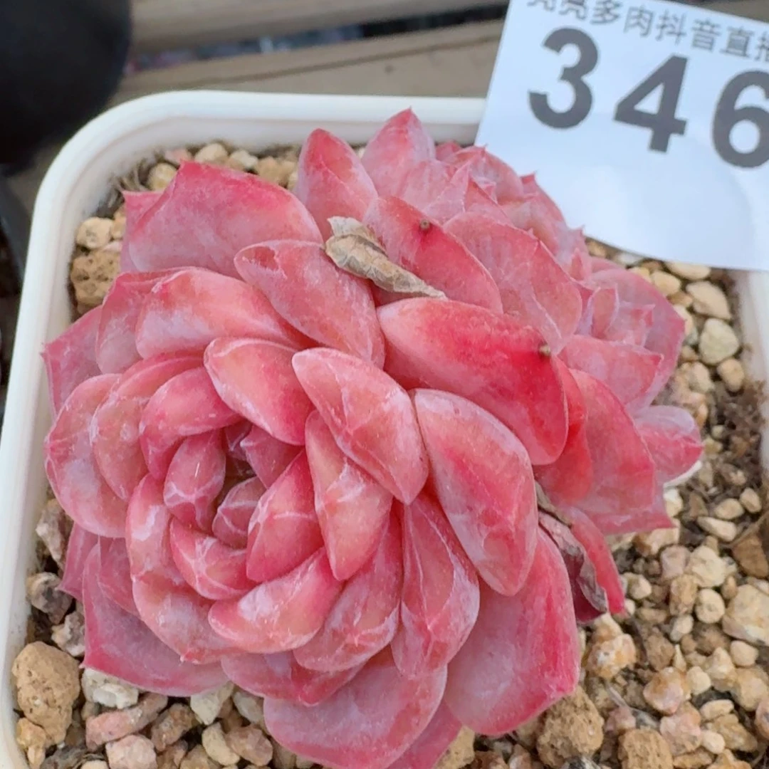 冰魄         多肉植物