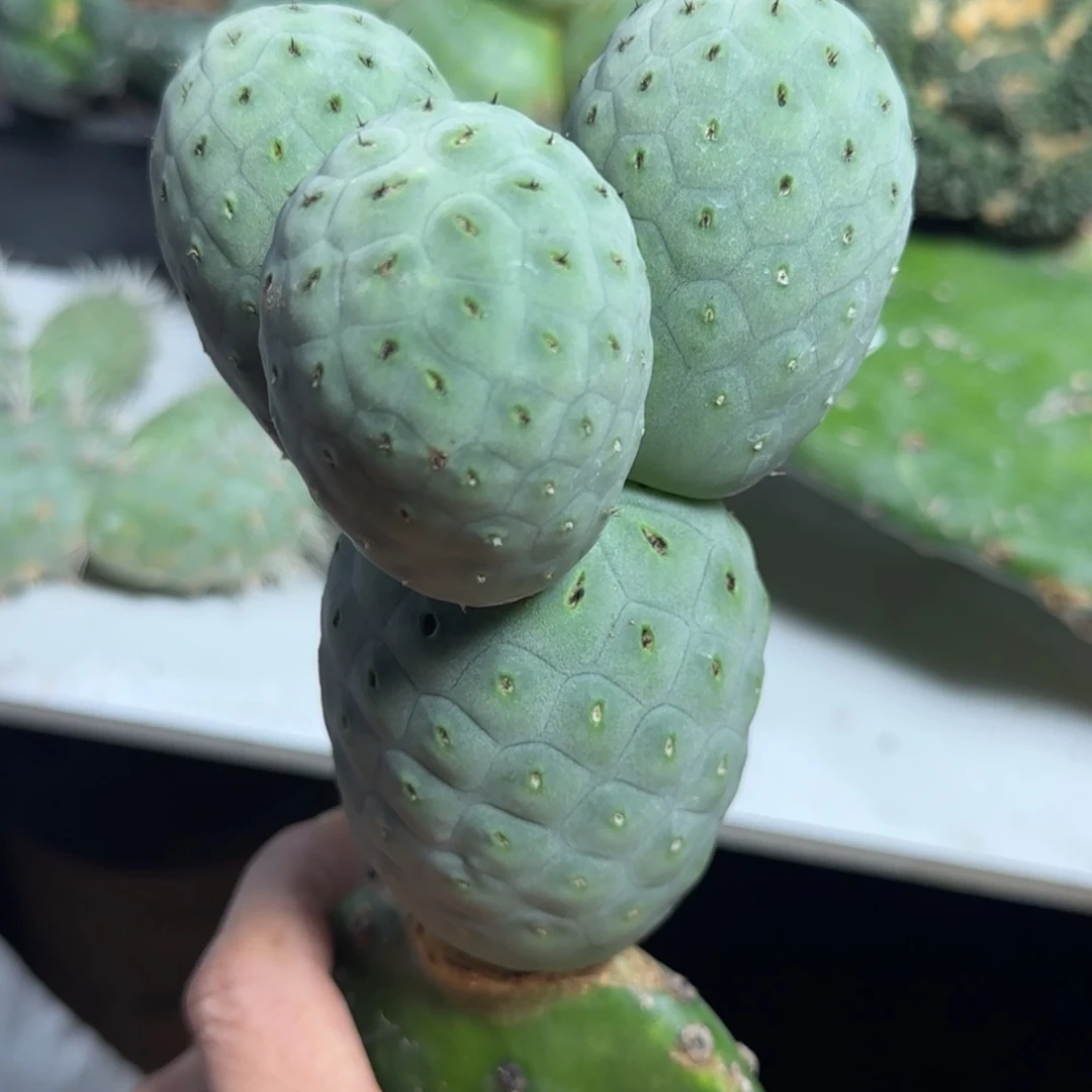 无花朵四头超级洞洞陨石坑860