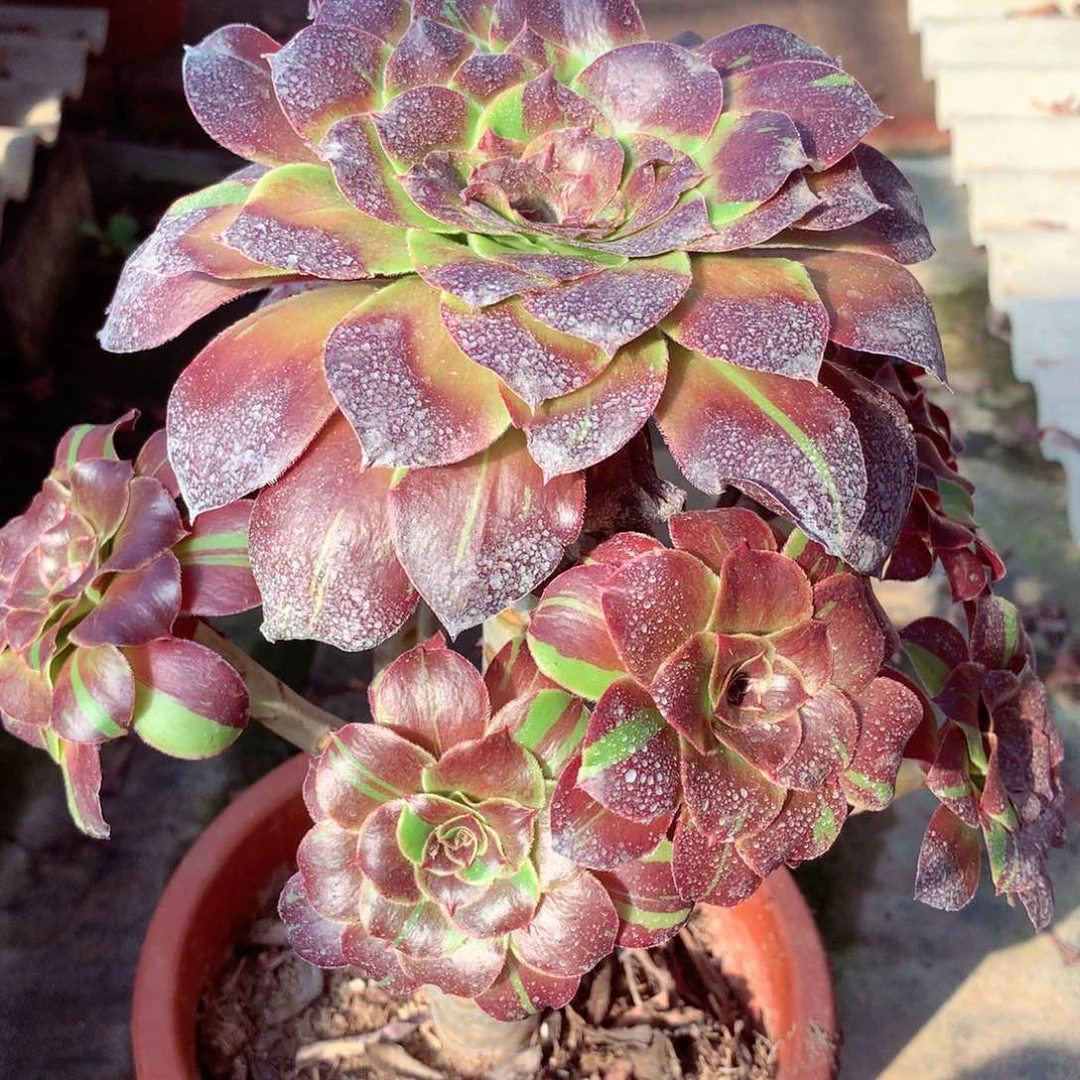 花斑鹿，多肉植物的