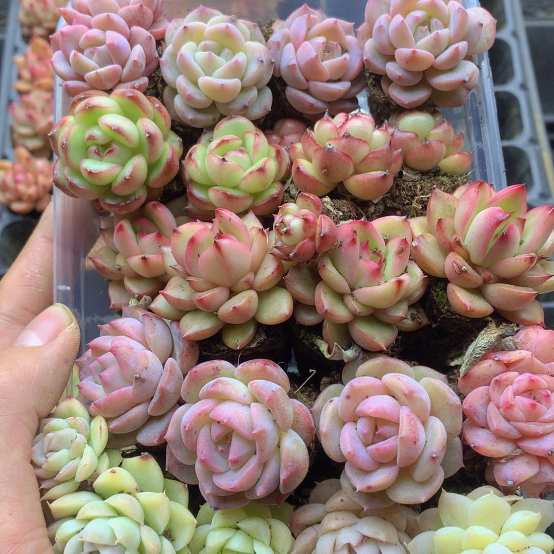 反反复复还是很开心的023