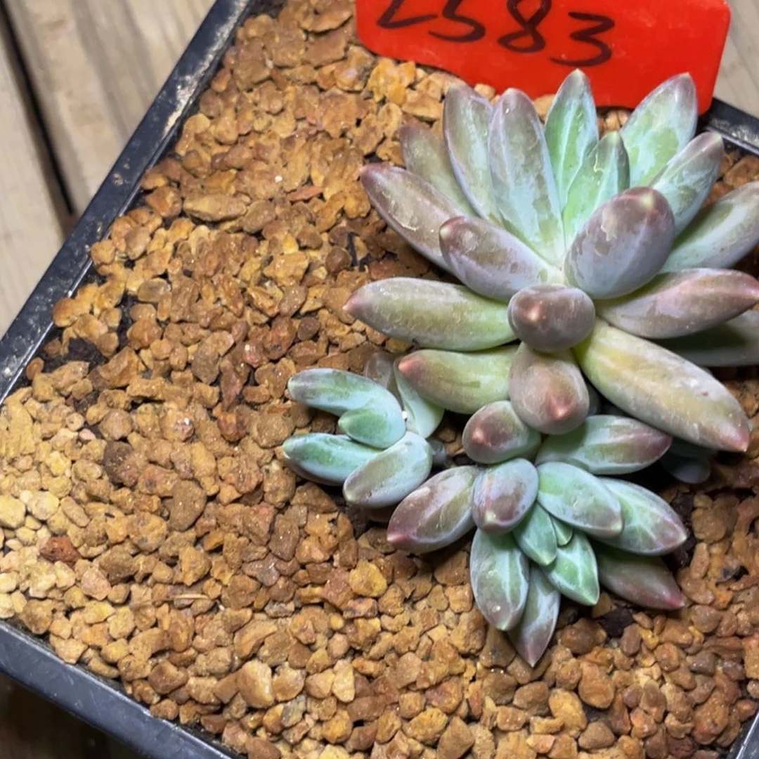 姜**姜2583号晚上多肉植物群生多肉