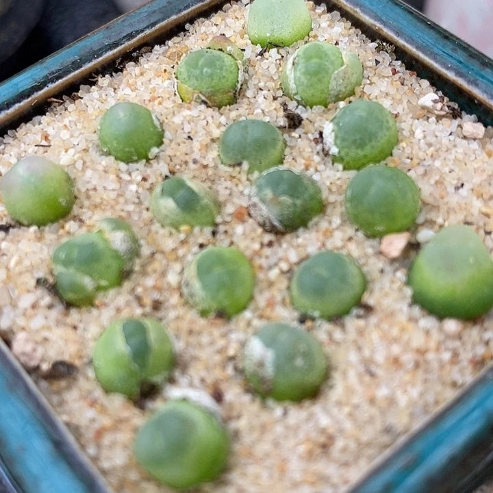 拉登一颗0.6-0.8厘米。