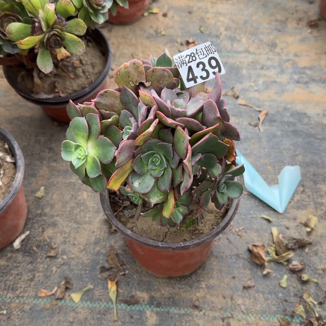 粉仙桃多肉439满28包邮断枝不包