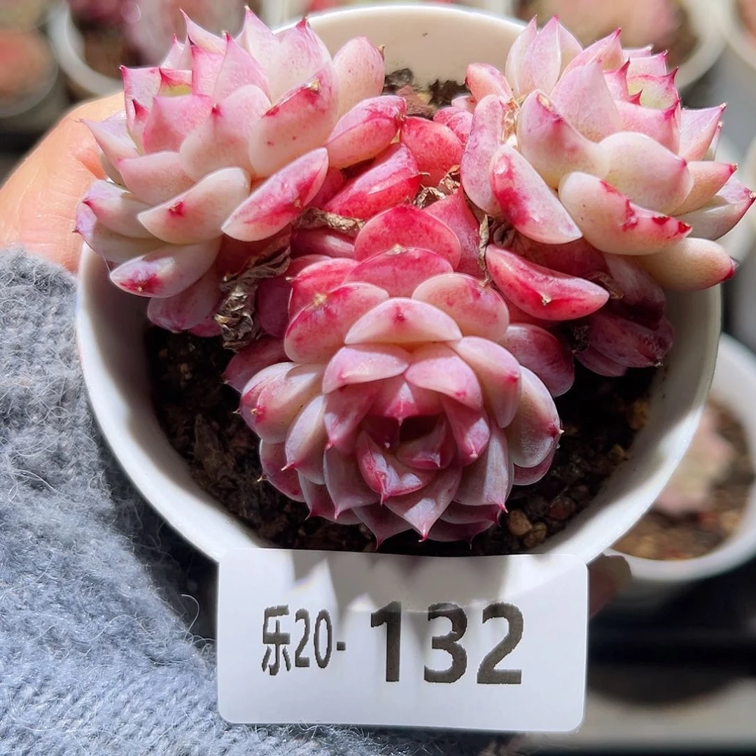 木乐20-132天鹅绒群