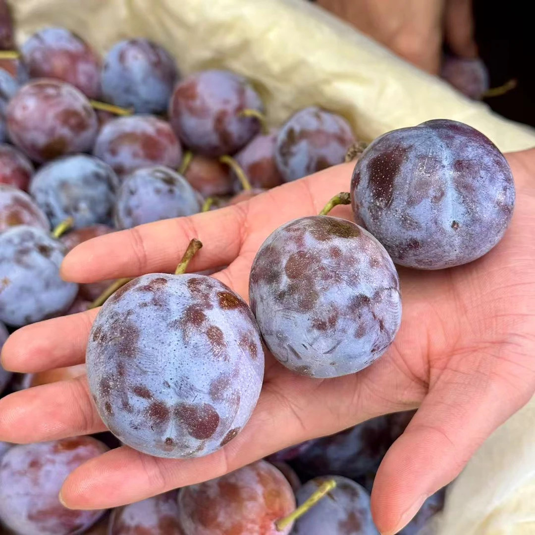 森叔源选 当季限定戈壁滩晚熟西梅2/4斤装【顺丰包邮】